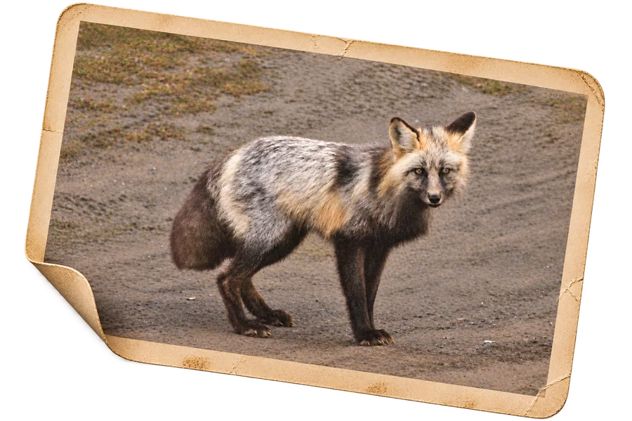 A fox standing on a gravel road in the evening
               light, silver and rust along its back, as a weathered print.