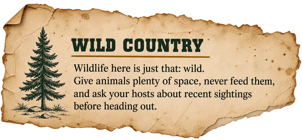 Wild country: wildlife here is just that, wild. Give animals plenty of space,
                never feed them, and ask your hosts about recent sightings before heading out.